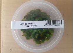 Ludwigia Inclinata Dark Orange (1)