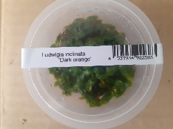 Ludwigia Inclinata Dark Orange (1)