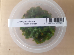 Ludwigia Inclinata Dark Orange (1)