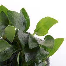 ADA Anubias Barteri var. Nana ‘Petite’ – MK055 img1