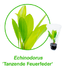 Echinodorus-tanzende