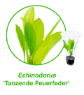 Echinodorus-tanzende