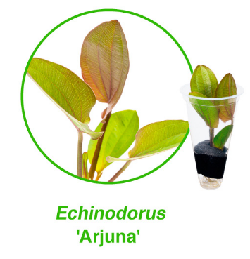 Echinodorus argentinensis