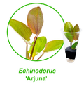 Echinodorus argentinensis