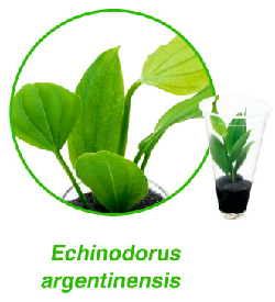Echinodorus argentinensis