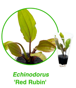 Echinodorus red