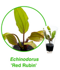 Echinodorus red