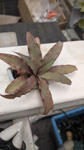 Cryptanthus