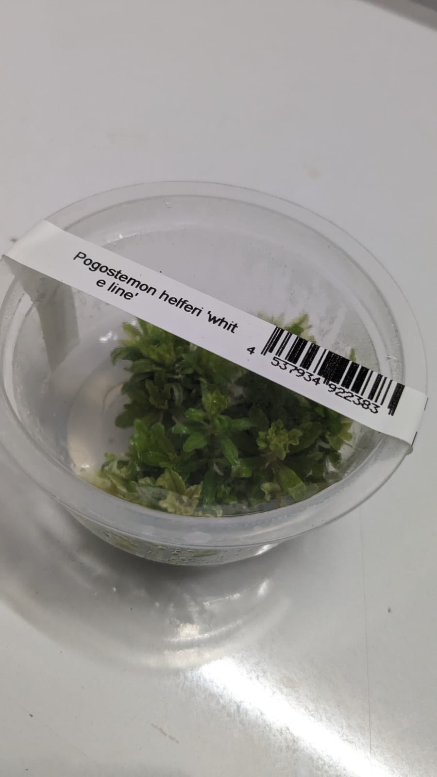 Pogostemon Helferi wh