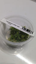 Pogostemon Helferi wh