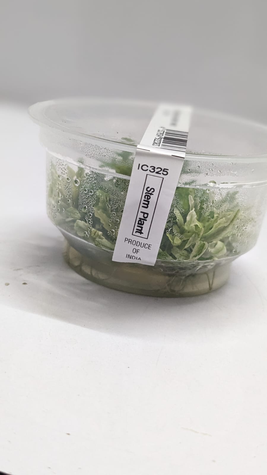 Pogostemon Helferi wh