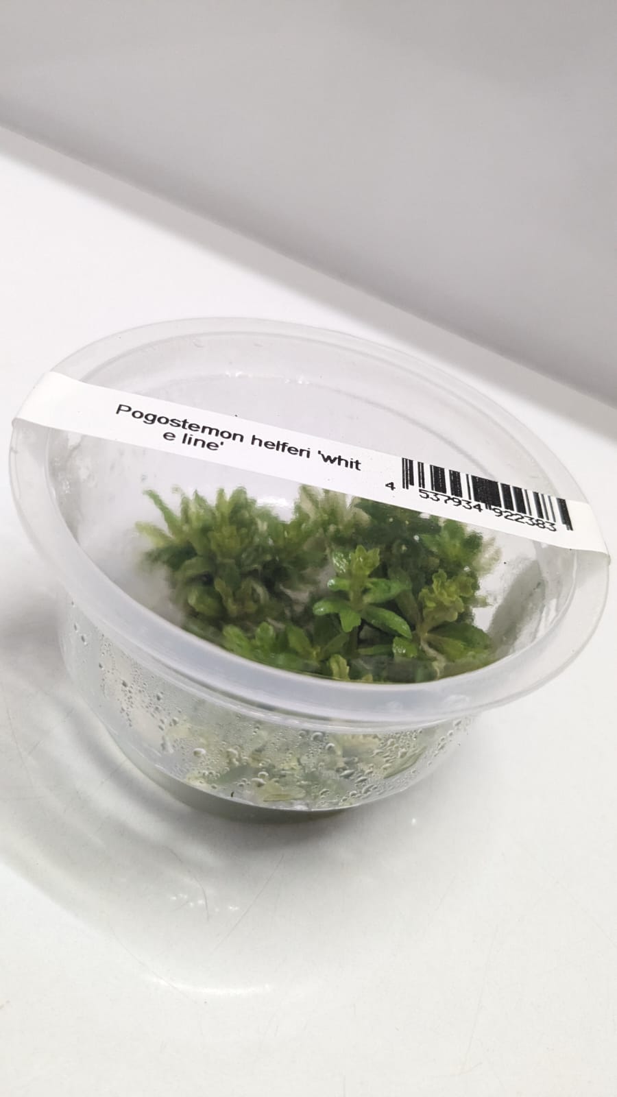 Pogostemon Helferi wh