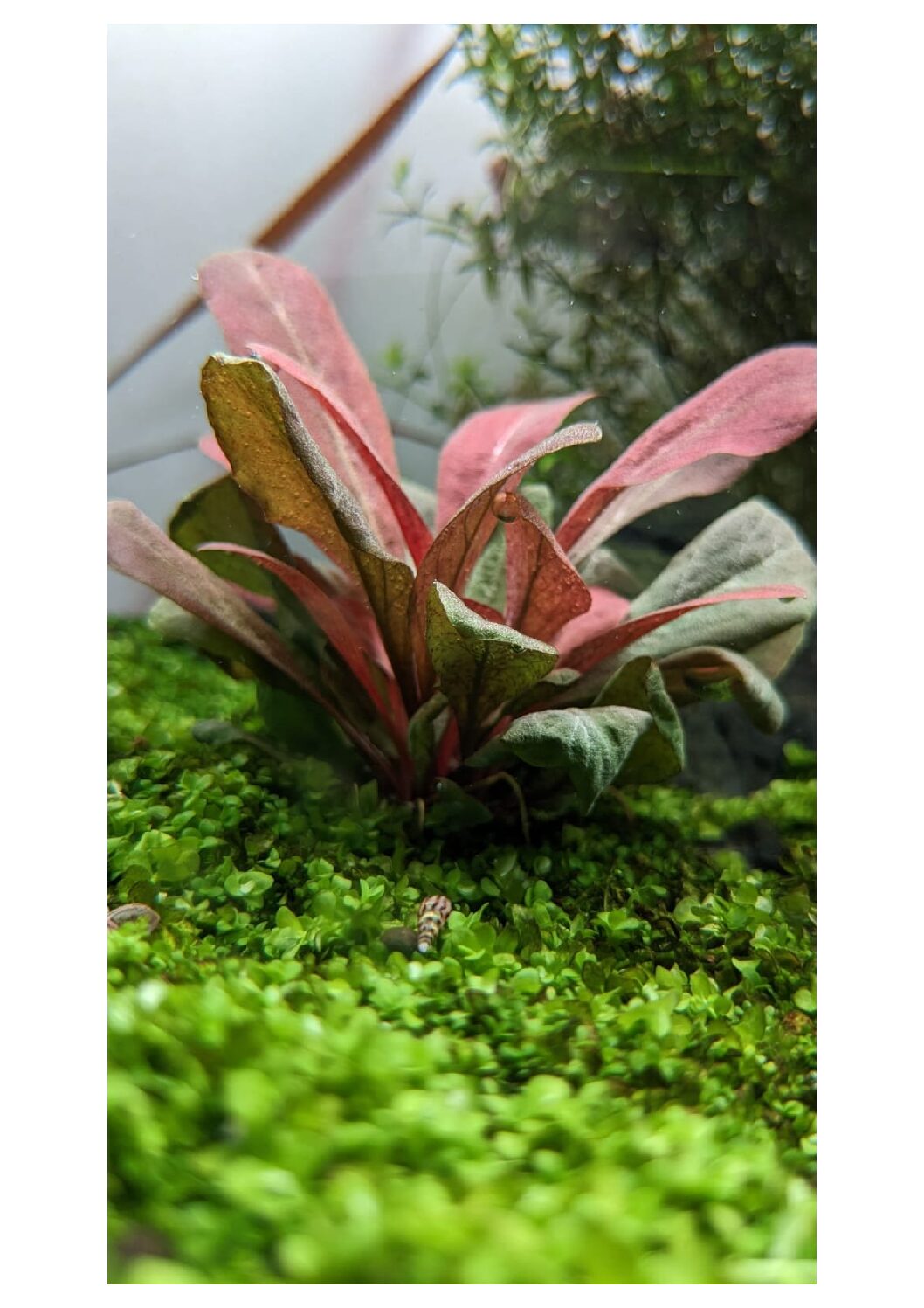 Samolus-parviflorus-2