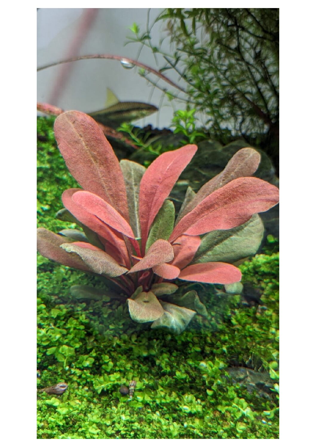 Samolus-parviflorus-7 (1)