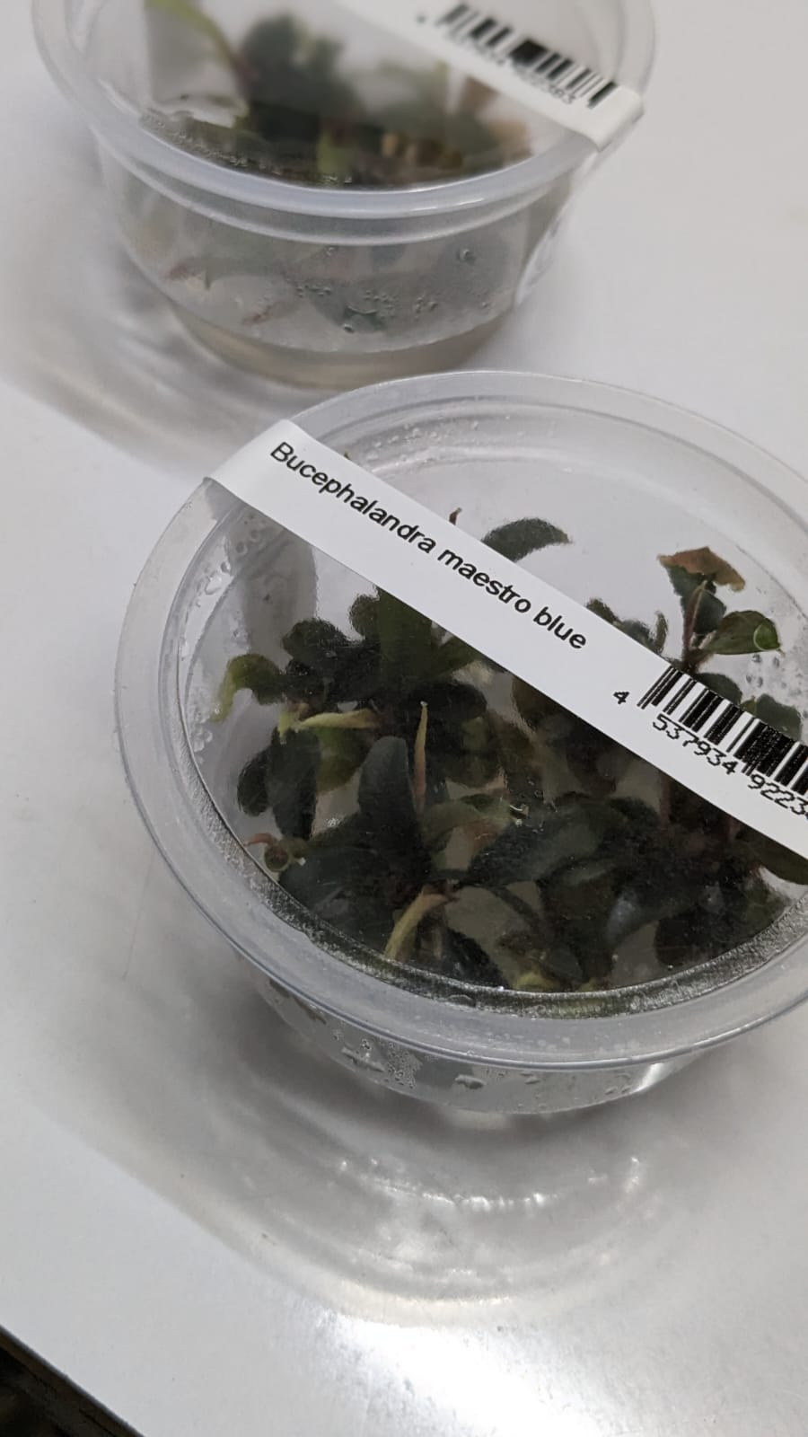 Bucephalandra Maestro Blue