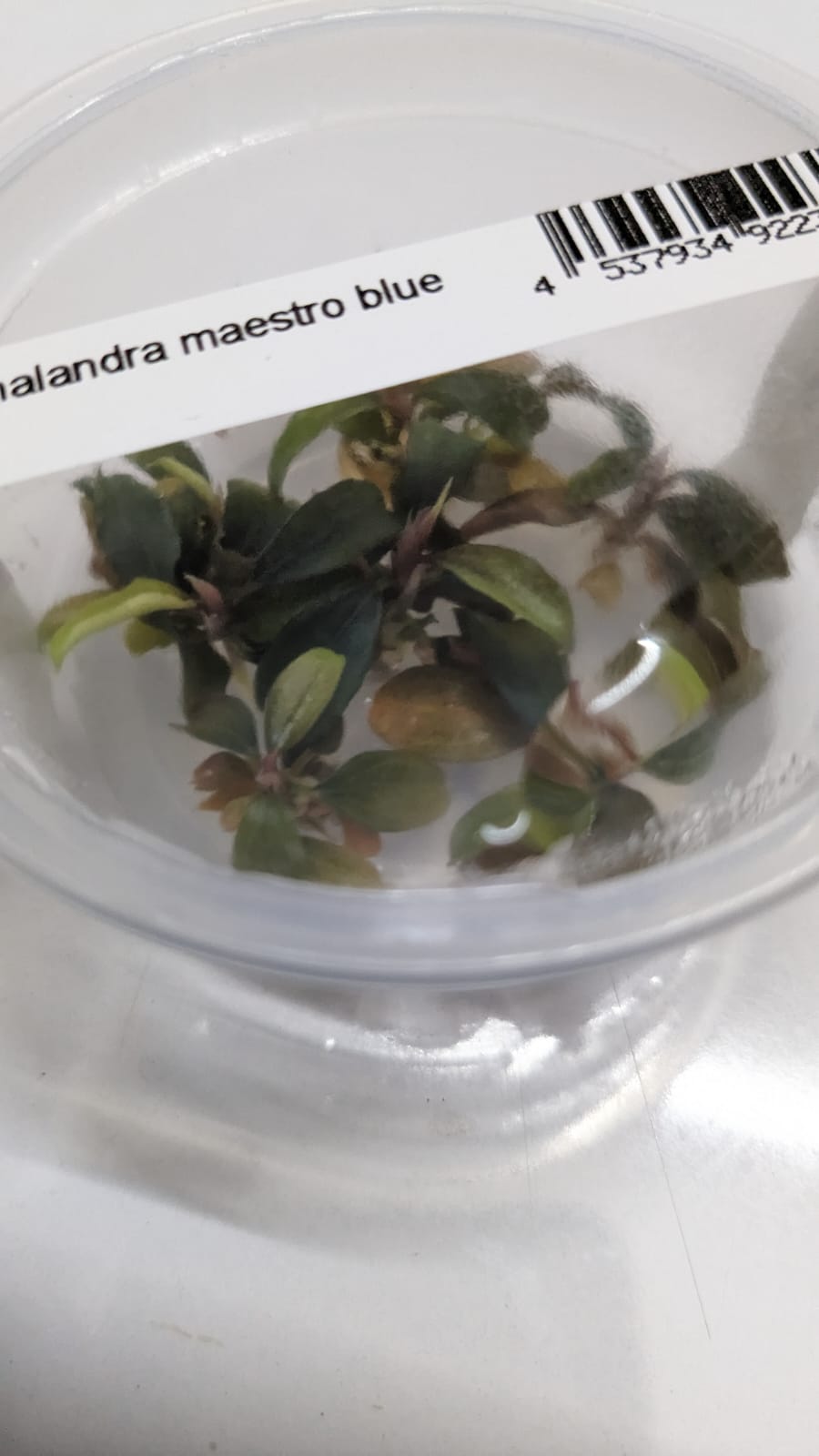 Bucephalandra Maestro Blue