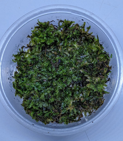 Terrestrial Moss