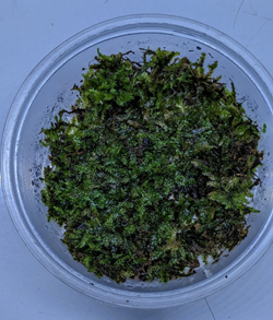 Terrestrial Moss