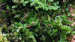 Terrestrial Moss