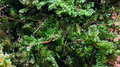 Terrestrial Moss