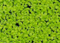 duckweed