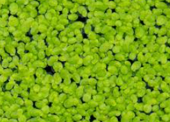 duckweed