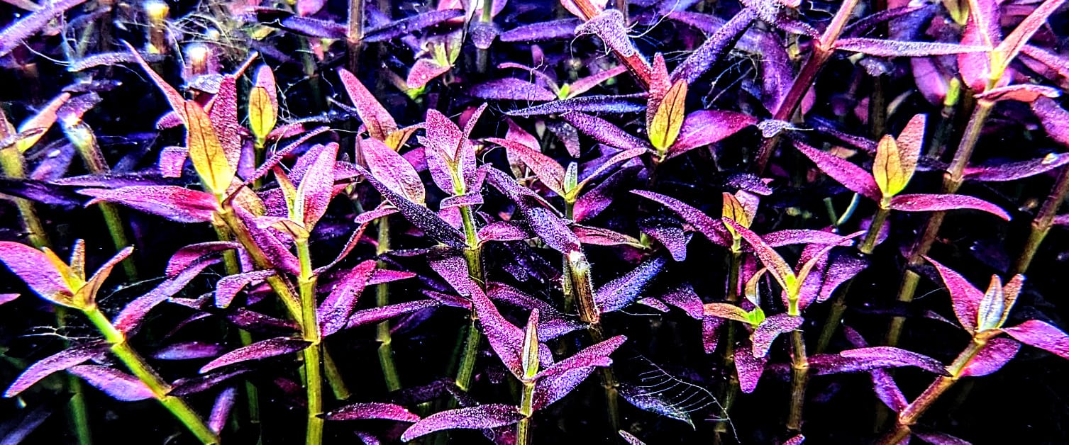 Bacopa Salzmannii  Purple
