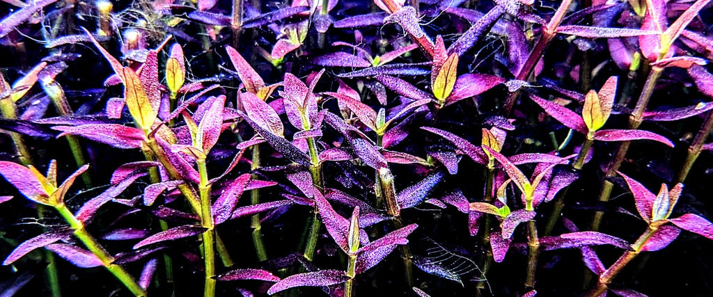 Bacopa Salzmannii  Purple