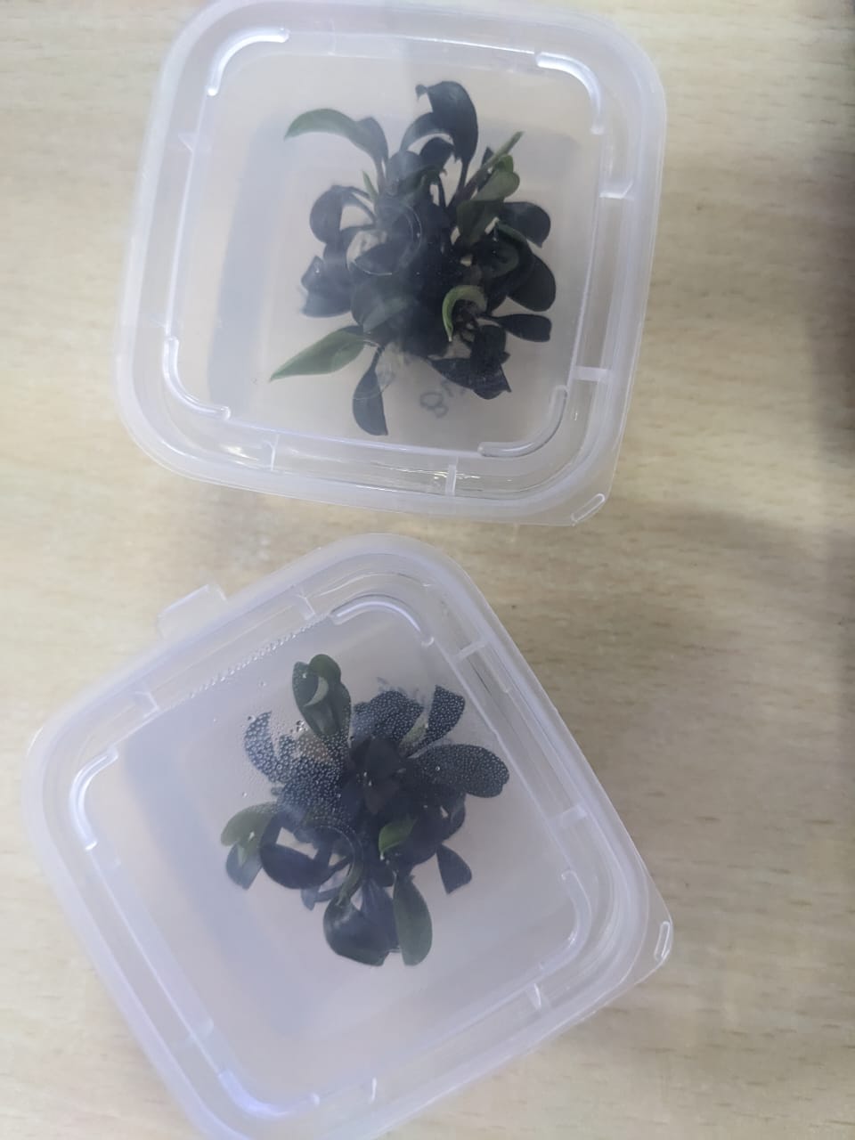 Bucephalandra Brownie