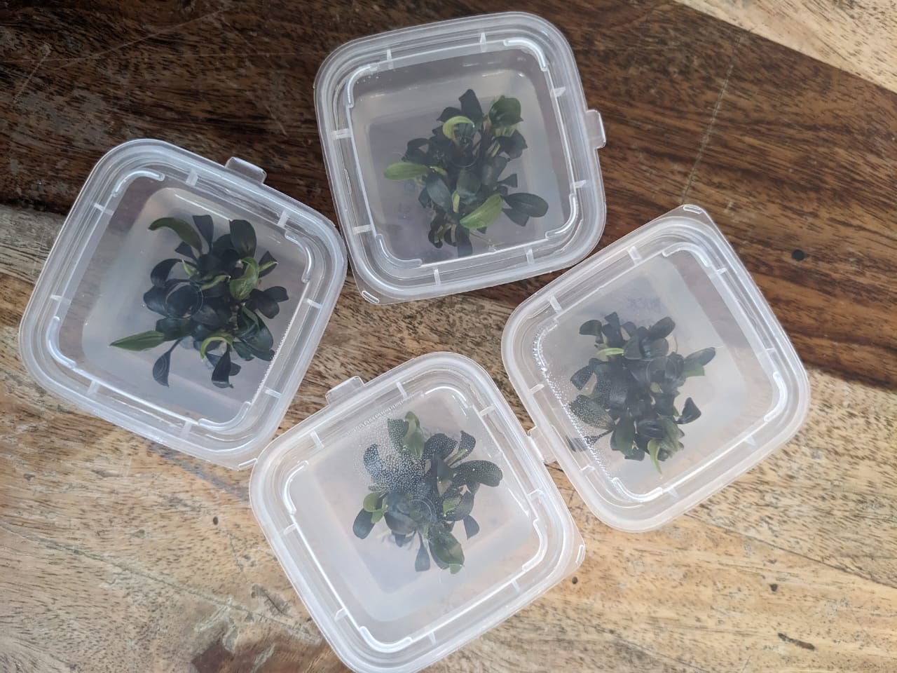 Bucephalandra Brownie