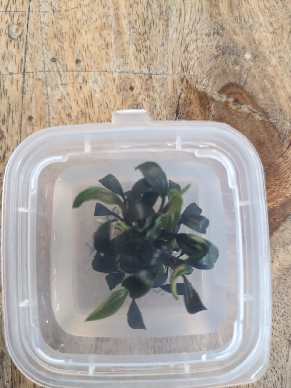Bucephalandra Brownie