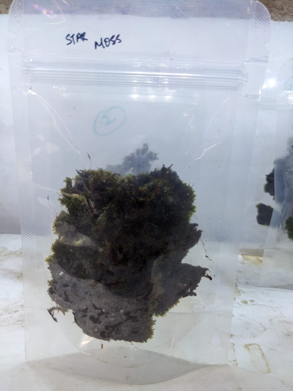 Star moss