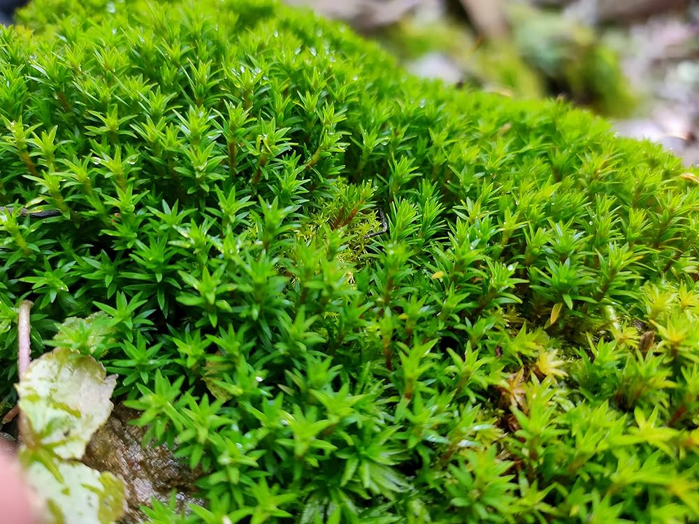 Star moss