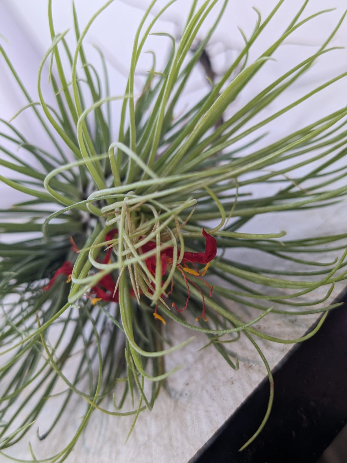 Tillandsia 'Funky One' i