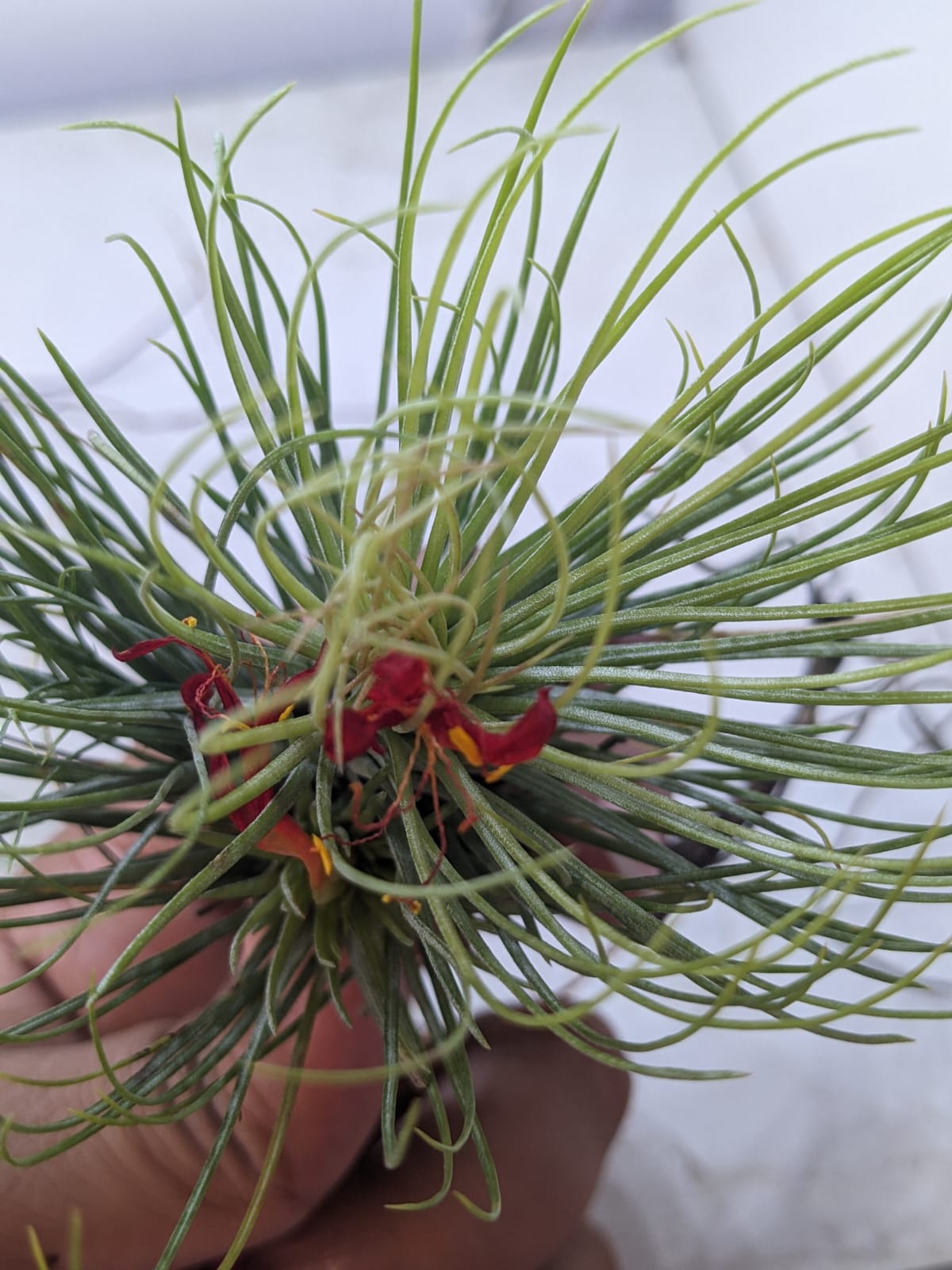Tillandsia 'Funky One' i