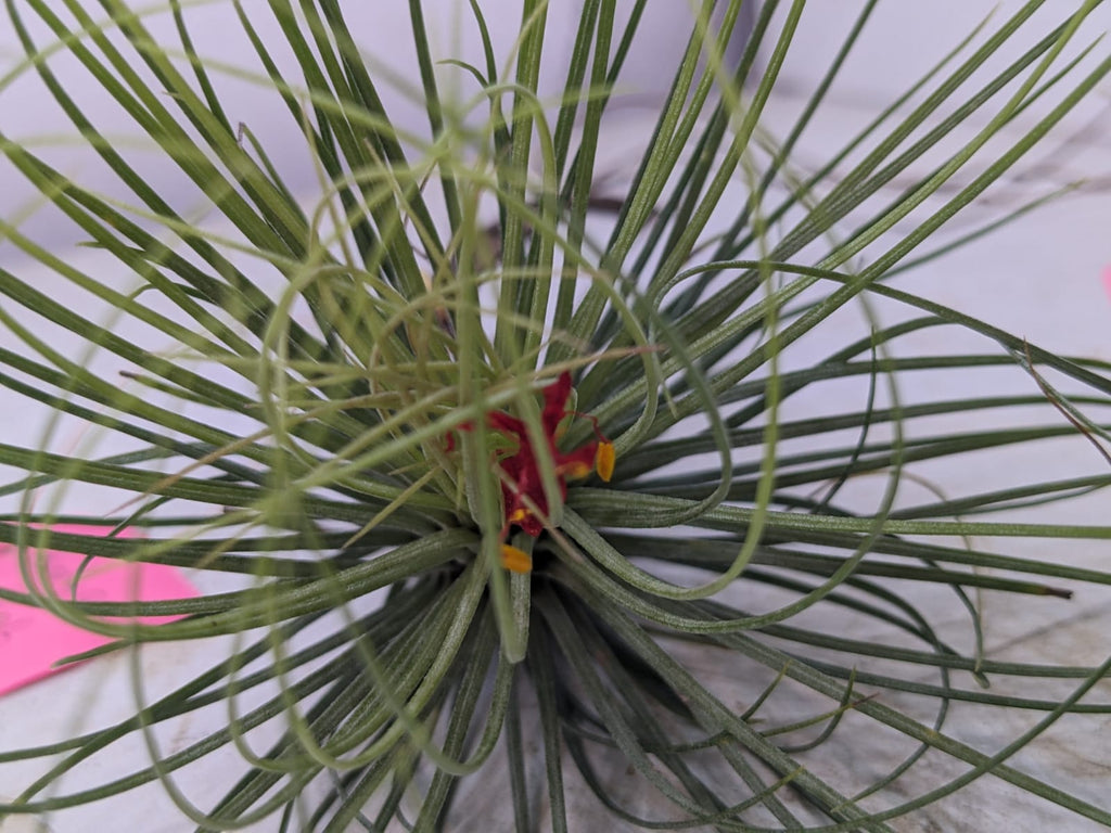Tillandsia 'Funky One' i