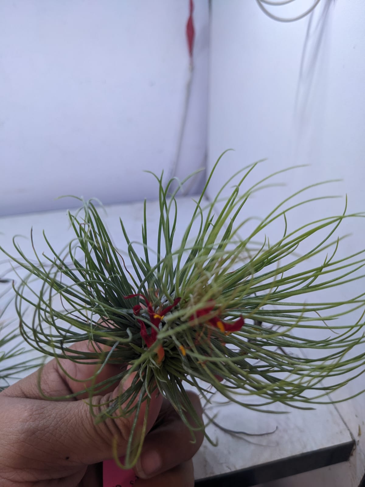 Tillandsia 'Funky One' i