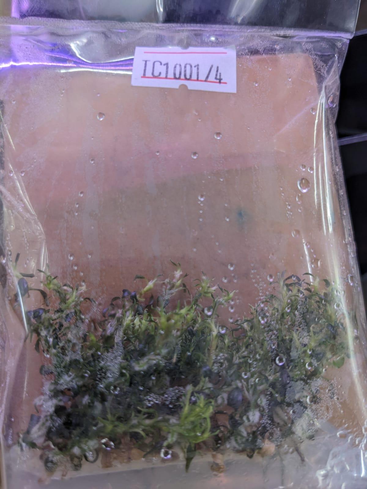 buce kedagang min