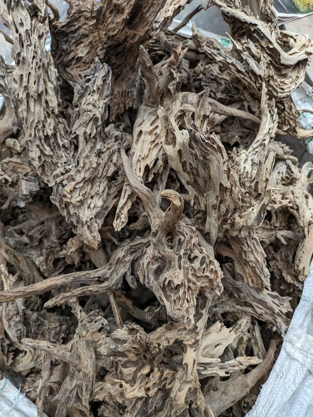shrimp wood