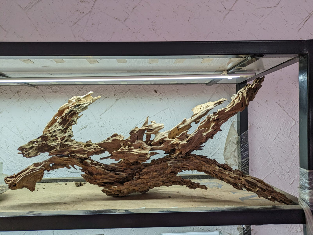 shrimp wood