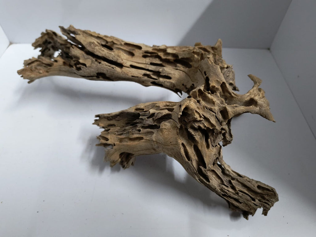 shrimp wood