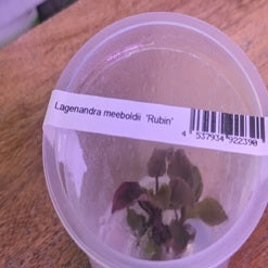 Lagenandra-meeboldi-Rubin-main
