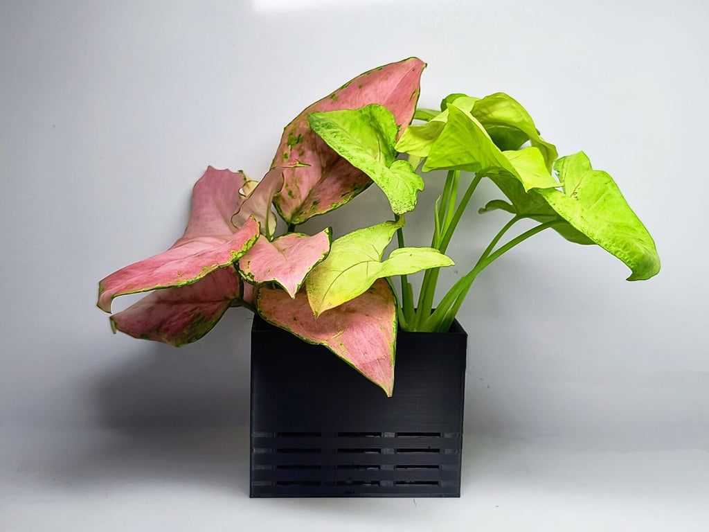 Double plant holder