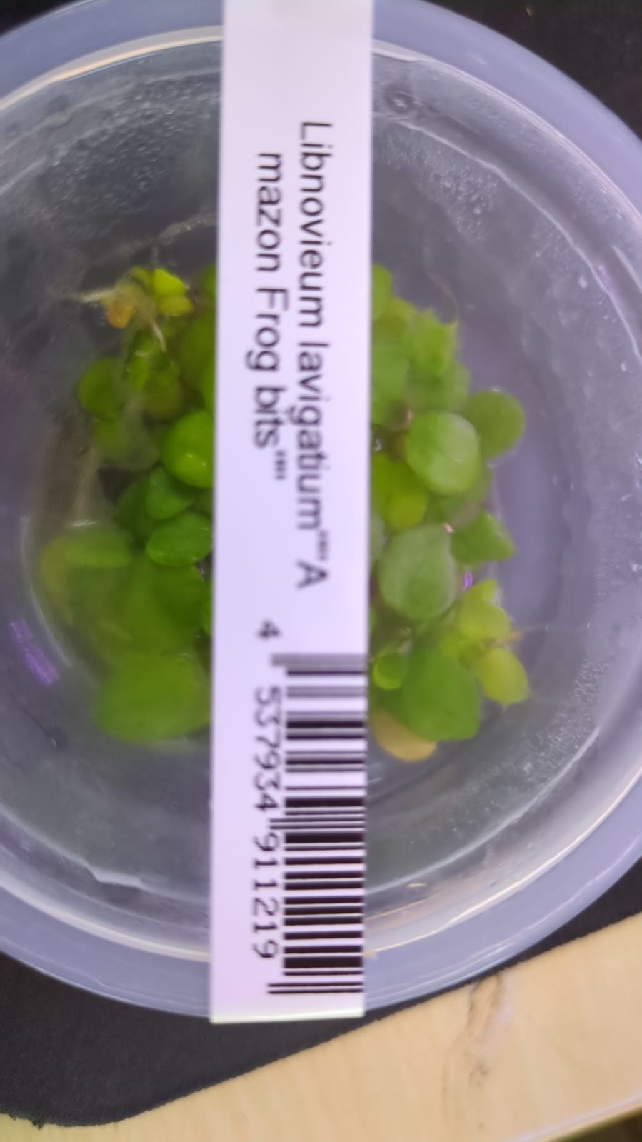 Limnobium laevigatum