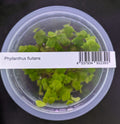 Phyllanthus fluitans