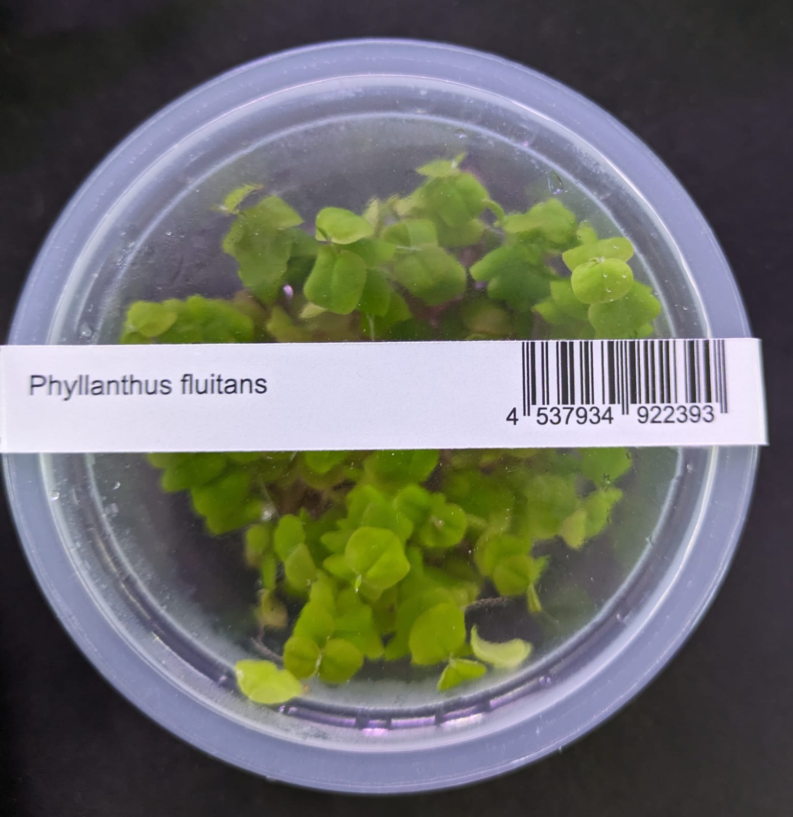 Phyllanthus fluitans