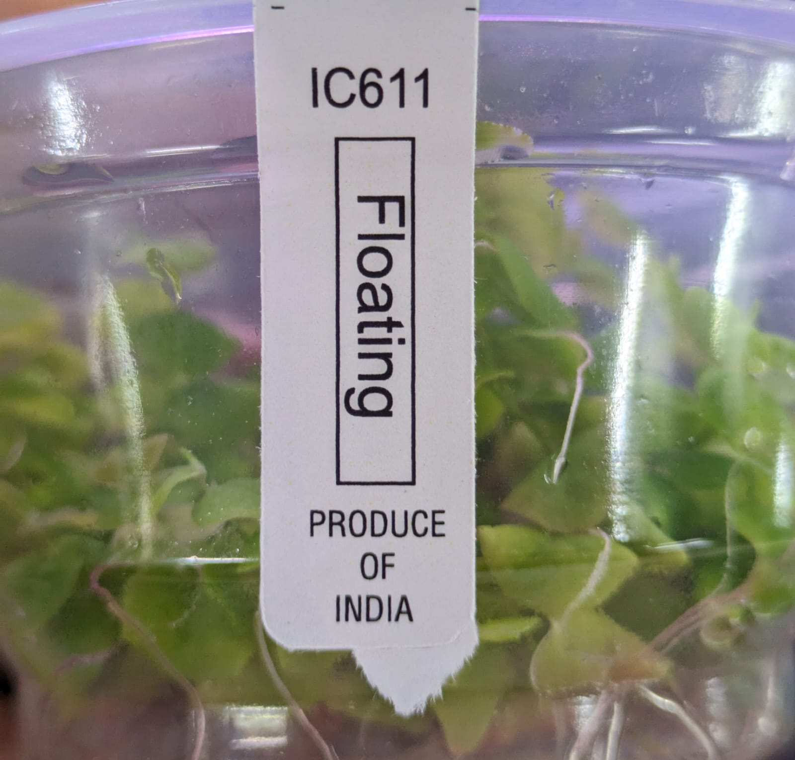 Phyllanthus fluitans