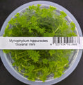 Myriophyllum hippuroides