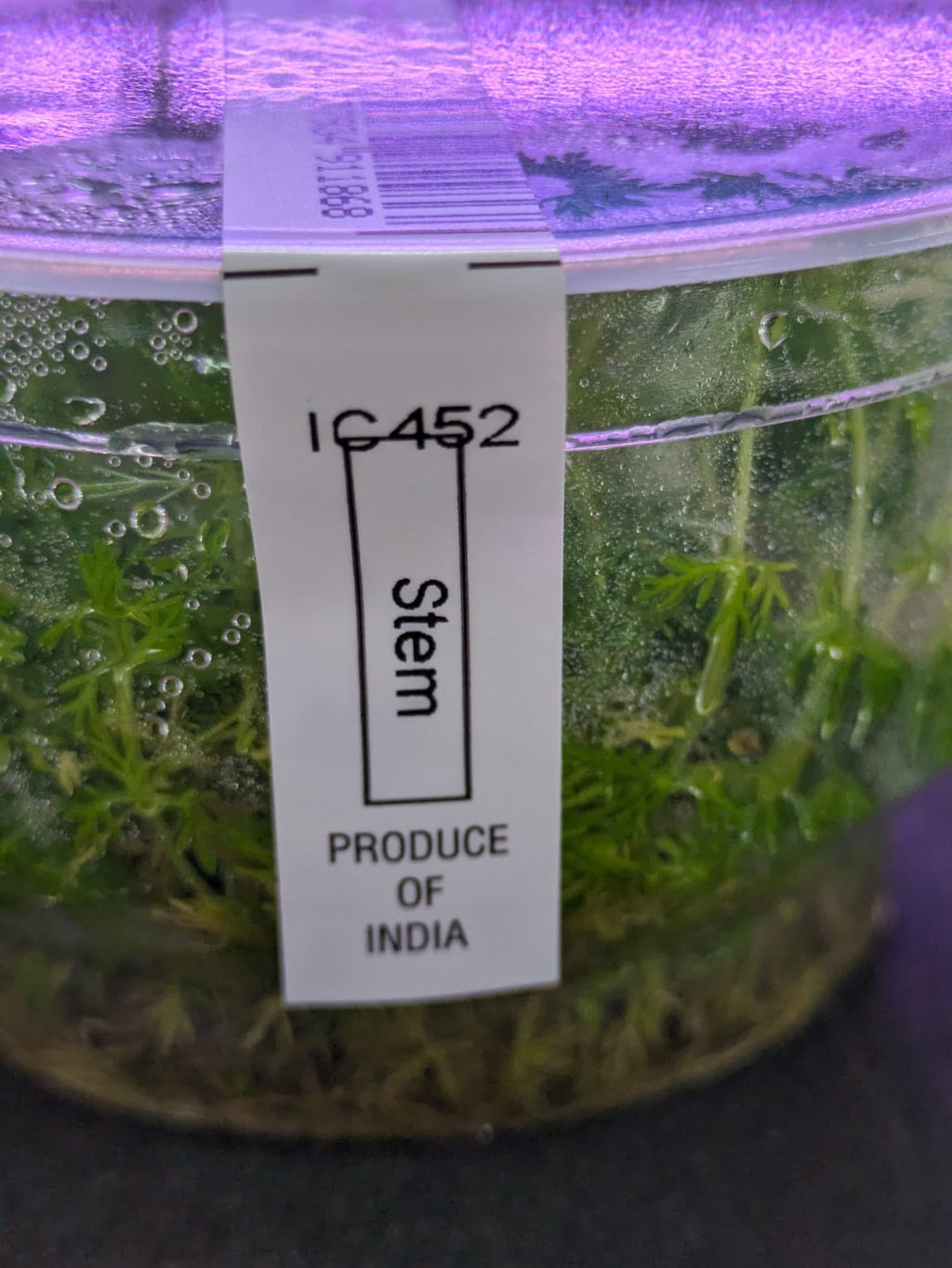 Myriophyllum hippuroides