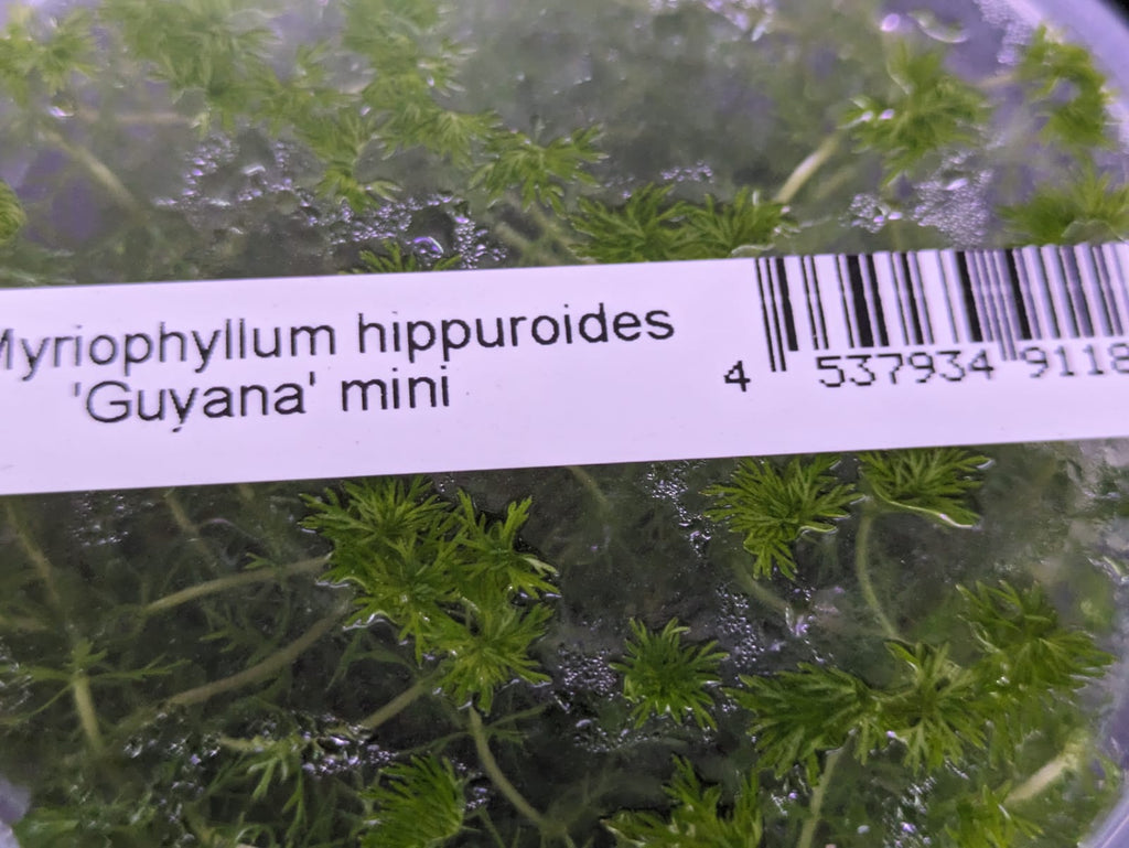 Myriophyllum hippuroides